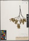 Foto von Salix waldsteiniana Willd.